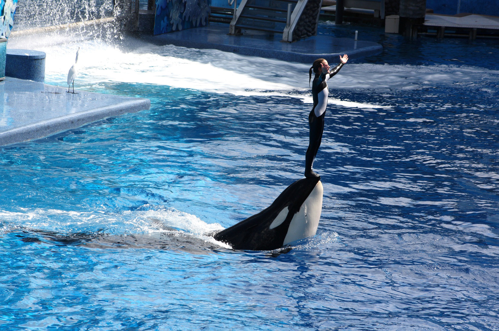 Aquatica SeaWorld's Waterpark